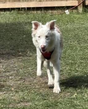 Rescue Australian Shepherd Dogs for Adoption in Grove City, Ohio - Lumos | PetCurious
