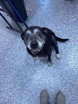lexy -  Labrador Retriever Dog for Adoption in Burgaw, North Carolina - Lexy | PetCurious