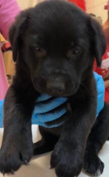 TEDDY BEAR -  Shepherd and Labrador Retriever Dog for Adoption in Elizabethton, Tennessee - TEDDY BEAR | PetCurious