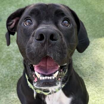 Eileen -  Mixed Breed and Bullmastiff Dog for Adoption in San Diego, California - Eileen | PetCurious