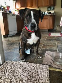Aria -  Pit Bull Terrier Dog for Adoption in Tillamook, Oregon - Aria | PetCurious