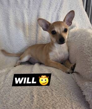 Terrier and Chihuahua Dogs Available for Adoption in Oakdale, California - Will | PetCurious