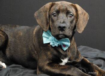 Honor -  Plott Hound Dog for Adoption in Newland, North Carolina - Honor | PetCurious