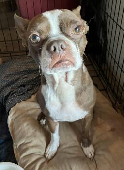 Bucky - Phoenix area -  Boston Terrier Dog for Adoption in Portland, Oregon - Bucky - Phoenix Area | PetCurious
