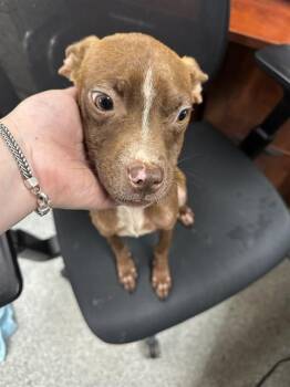 A185164 -  Chihuahua Dog Available for Adoption in Pasadena, Texas - A185164 | PetCurious