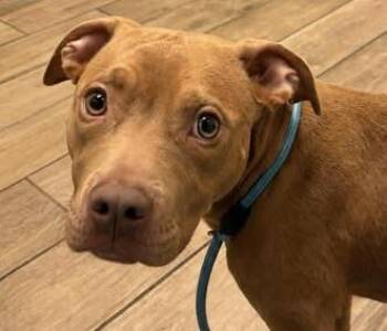 Tyson - FOSTER ONLY AT THIS TIME -  Pit Bull Terrier Dog for Adoption in Euclid, Ohio - Tyson - FOSTER ONLY AT THIS TIME | PetCurious