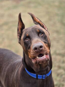 Rescue Doberman Pinscher Dogs for Adoption in Social Circle, Georgia - HARVEY | PetCurious