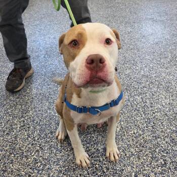 Jadis -  Mixed Breed Dog for Adoption in Binghamton, New York - Jadis | PetCurious