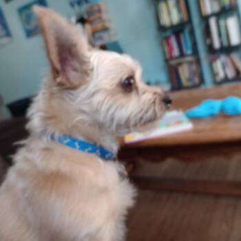 Barker - Home to Home -  Chihuahua and Yorkshire Terrier Dog for Adoption in South Elgin, Illinois - Barker - Home To Home | PetCurious