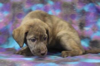 Nyla -  Mastiff and Golden Retriever Dog for Adoption in Morton Grove, Illinois - Nyla | PetCurious