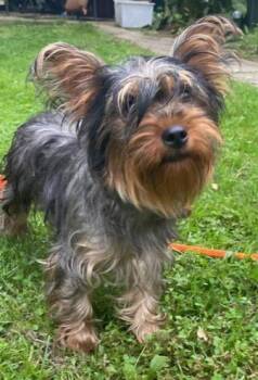 Daisy -  Yorkshire Terrier Dog for Adoption in Lewistown, Pennsylvania - Daisy | PetCurious