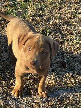 Labrador Retriever and Black Mouth Cur Dogs Available for Adoption - Gingerbelle | PetCurious