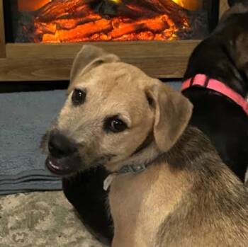 Terrier and Mixed Breed Dogs Available for Adoption in Corpus Christi, Texas - Tootsie Roll | PetCurious