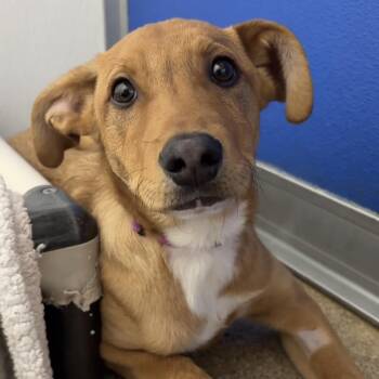 Australian Shepherd and Hound Dogs Available for Adoption - Chow | PetCurious