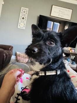 Terrier Dogs Available for Adoption - Teddy  | PetCurious