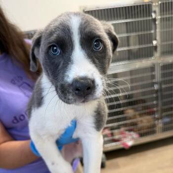 Upton 22919 -  Mixed Breed Dog for Adoption in Cumming, Georgia - Upton 22919 | PetCurious
