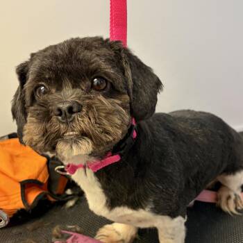 Lhasa Apso Dogs Available for Adoption in Scituate, Massachusetts - Grover | PetCurious