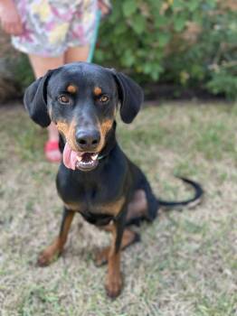 Rescue Doberman Pinscher Dogs for Adoption in Houston, Texas - Sundance | PetCurious