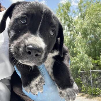 Peaches (Angel) -  Black Labrador Retriever and Collie Dog for Adoption in Edinburg, Texas - Peaches (Angel) | PetCurious