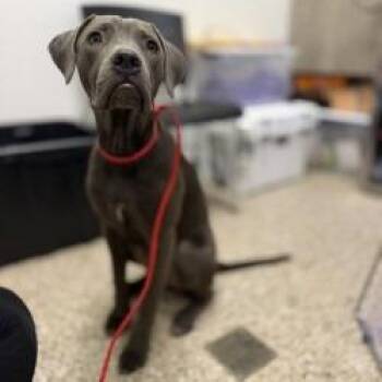 Dog 08/05/2026 -  Weimaraner and Mixed Breed Dog for Adoption in Bullhead City, Arizona - Dog 08/05/2026 | PetCurious
