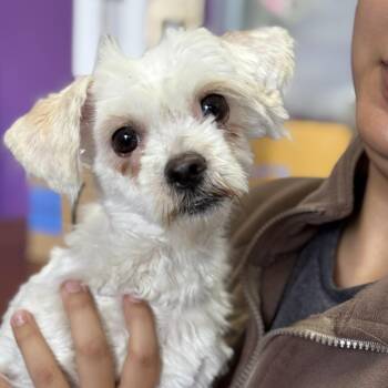 Ramona -  Maltese Dog Available for Adoption in Fresno, California - Ramona | PetCurious