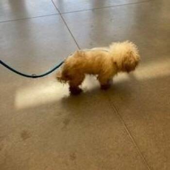 YORK-Stray-16250 -  Shih Tzu Dog for Adoption in York, Pennsylvania - YORK-Stray-16250 | PetCurious