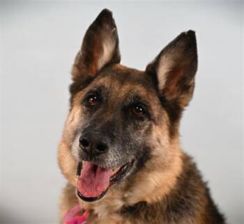 German Shepherd Dog Dogs Available for Adoption in Loveland, Colorado - ISLA | PetCurious