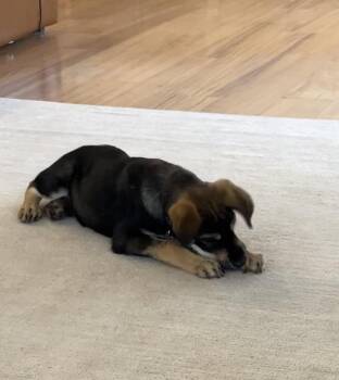 Billie -  Shepherd and Beagle Dog for Adoption in Los Angeles, California - Billie | PetCurious