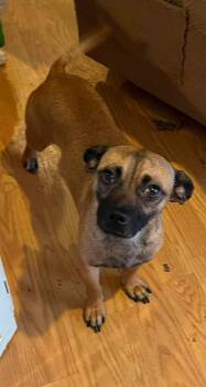 Cubo -  Chihuahua Dog for Adoption in Tucson, Arizona - Cubo | PetCurious