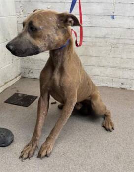 BURGER -  Pit Bull Terrier and Mixed Breed Dog for Adoption in San Bernardino, California - BURGER | PetCurious