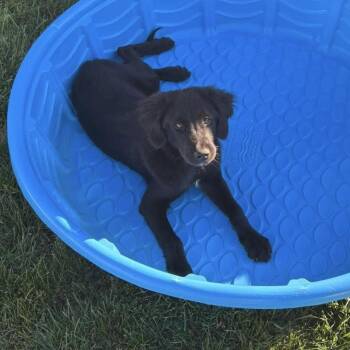 Ash -  Boykin Spaniel and Black Labrador Retriever Dog for Adoption in Fountain Hill, Pennsylvania - Ash | PetCurious