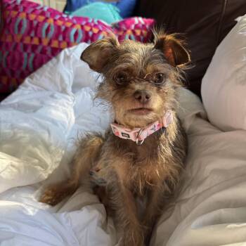 Rescue Yorkshire Terrier and Chihuahua Dogs for Adoption in Minneapolis, Minnesota - Karen | PetCurious