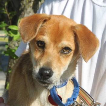 Coyote -  Mixed Breed Dog for Adoption in Elk Grove Village, Illinois - Coyote | PetCurious