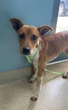 FRECKLES -  Terrier and Mixed Breed Dog for Adoption in Newton, North Carolina - FRECKLES | PetCurious