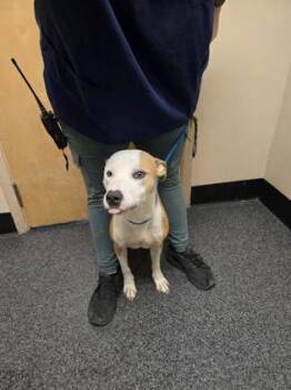 Pit Bull Terrier and Mixed Breed Dogs Available for Adoption in Roseville, California - Bella Claire | PetCurious