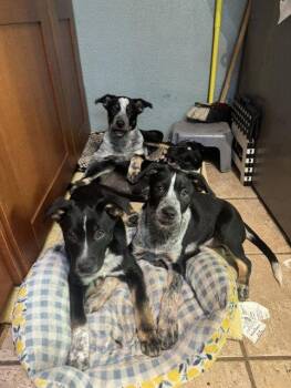 SAVANNAH - Isabelle -  Australian Cattle Dog Blue Heeler Dog for Adoption in Sebec, Maine - SAVANNAH - Isabelle | PetCurious