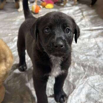Rescue Labrador Retriever Dogs for Adoption in Minneapolis, Minnesota - Bixby | PetCurious