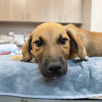 Sony -  Labrador Retriever and Mixed Breed Dog for Adoption in Englewood, Florida - Sony | PetCurious