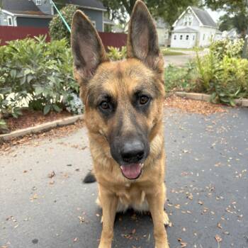 Rescue German Shepherd Dog Dogs for Adoption in Van Horne, Iowa - Princess Lilly | PetCurious