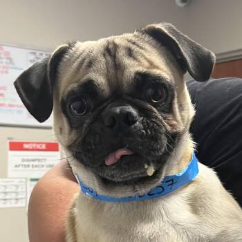 Sol -  Pug Dog Available for Adoption in Yuma, Arizona - Sol | PetCurious