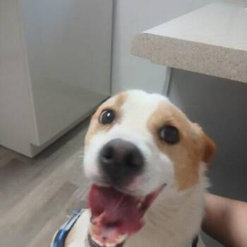 Jack Russell Terrier and Mixed Breed Dogs Available for Adoption - Togo | PetCurious