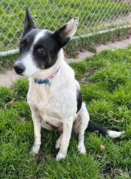 Rescue Cattle Dog Dogs for Adoption in Neillsville, Wisconsin - Tootsie | PetCurious
