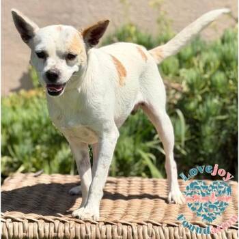 Mike -  Chihuahua Dog for Adoption in Inglewood, California - Mike | PetCurious
