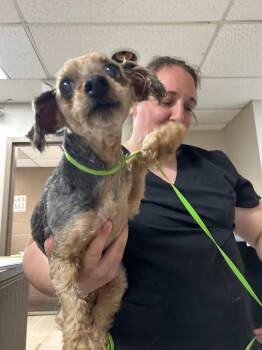 Molly -  Yorkshire Terrier and Silky Terrier Dog for Adoption in New Cumberland, West Virginia - Molly | PetCurious