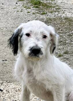 Labrador Retriever Dogs Available for Adoption - Ava | PetCurious