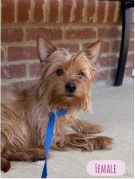 Yorkshire Terrier and Mixed Breed Dogs Available for Adoption in Barnesville, Georgia - 26-334 Malibu | PetCurious
