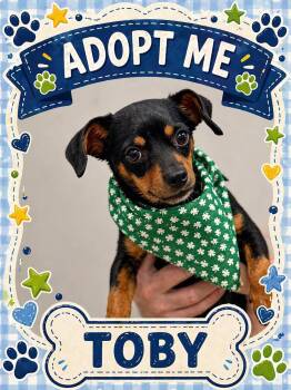 Chihuahua Dogs Available for Adoption in Bowie, Texas - Toby | PetCurious