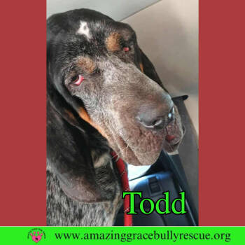 Rescue Hound Dogs for Adoption in Pensacola, Florida - Todd | PetCurious