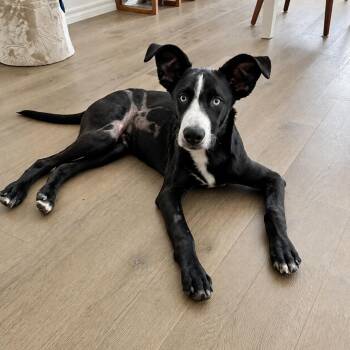 Duncan -  Mixed Breed Dog for Adoption in Colleyville, Texas - Duncan | PetCurious