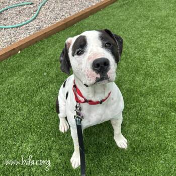 Petey -  Pit Bull Terrier Dog for Adoption in Cheyenne, Wyoming - Petey | PetCurious